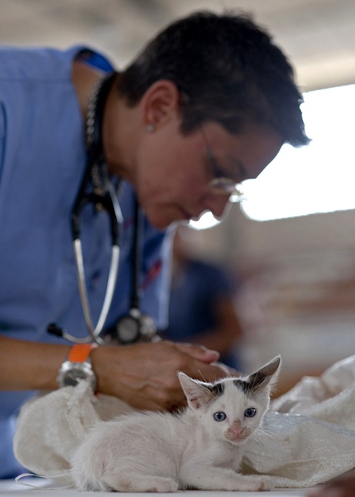 vet with kitten